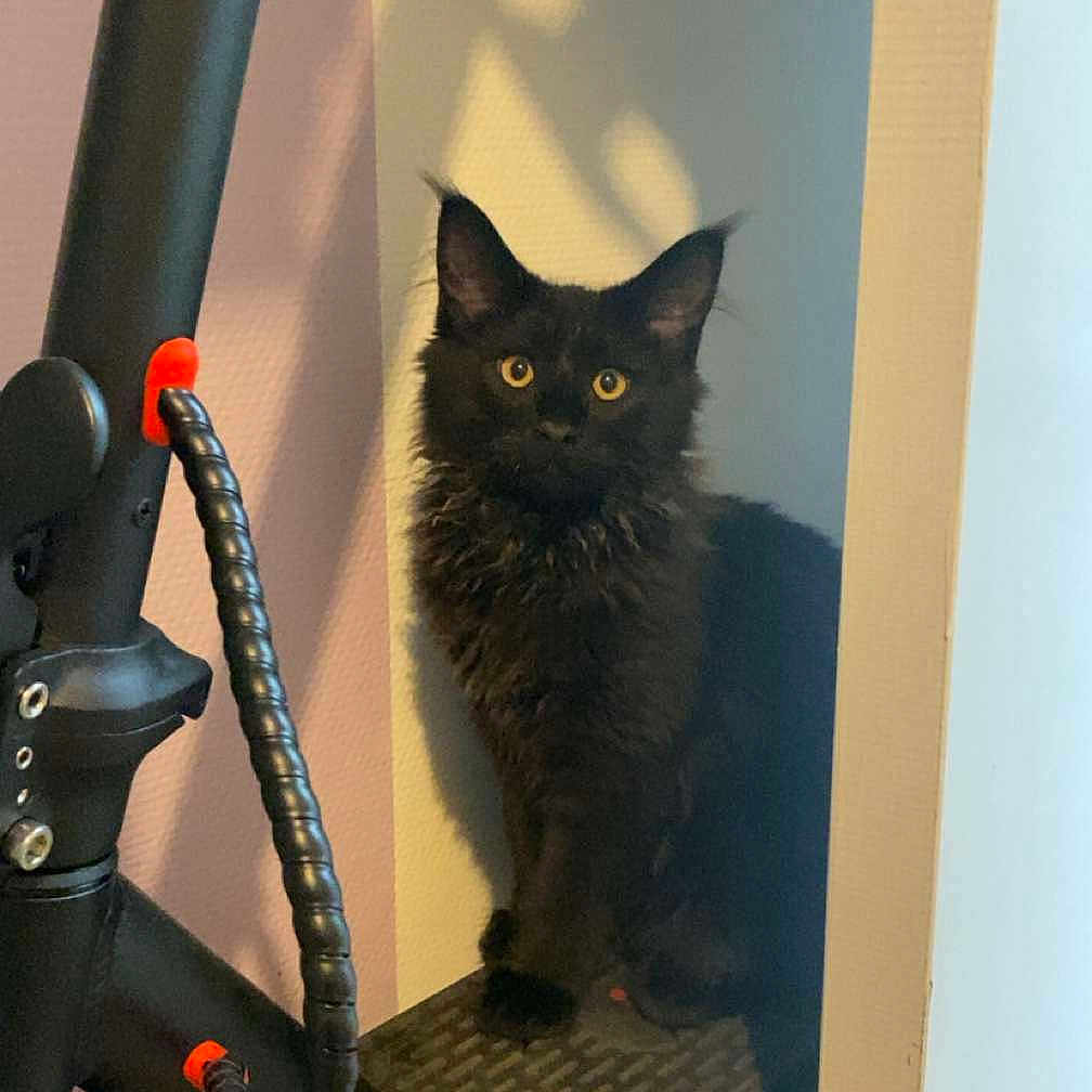 Mylo participe au concours pour gagner de l'argent avec cette photo : black_cat, cat, corner, curious, cute, domestic_animal, electric_scooter, feline, floor, fur, home, indoor, pet, shadow, sitting, transport, vehicle, wall, whiskers, yellow_eyes