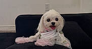 Tina Perryman joined the competition — help win amazing prizes! dog, white_dog, small_dog, fluffy, pet, indoor, couch, black_couch, happy, tongue_out, animal, cute, floral_dress, pink_tail, relaxed, home, window, wall, comfort, fur