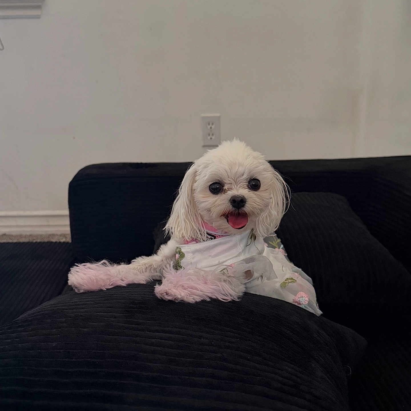 Tina Perryman joined the competition — help win amazing prizes! dog, white_dog, small_dog, fluffy, pet, indoor, couch, black_couch, happy, tongue_out, animal, cute, floral_dress, pink_tail, relaxed, home, window, wall, comfort, fur