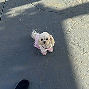 Tina Perryman is registered to the contest to win money with this photo: dog, small_dog, white_dog, pet, outdoor, concrete_floor, shadow, footwear, shoe, clothing, curious, cute, looking_up, tiny, pup, animal, companion, pet_clothing, texture, daylight