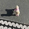 dog, small_dog, white_dog, pet, outfit, pink_clothing, looking_up, shadow, gray_surface, textured_floor, rug, black_and_white_rug, patterned_rug, outdoor, sunlight, cute, fluffy, animal, companion, adorable