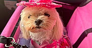Tina Perryman is registered to the contest to win money with this photo: accessory, animal, car_interior, clothing, cute, dog, domestic_animal, fabric, fluffy, hat, indoor, leash, pet, pet_carrier, pink, portrait, resting, seat, small_dog, star_pattern