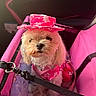 Tina Perryman is registered to the contest to win money with this photo: dog, small_dog, pet_carrier, pink, hat, clothing, star_pattern, fluffy, indoor, car_interior, resting, cute, animal, leash, seat, fabric, accessory, portrait, domestic_animal, pet