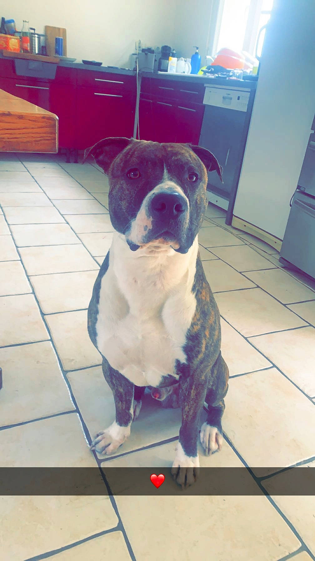 Tyson participe au concours pour gagner de l'argent avec cette photo : canidae, carnivore, collar, companion_dog, dog, dog_breed, dog_collar, dog_supply, door, electric_blue, fawn, floor, flooring, molosser, pet_supply, snout, sporting_group, tail, working_animal, working_dog