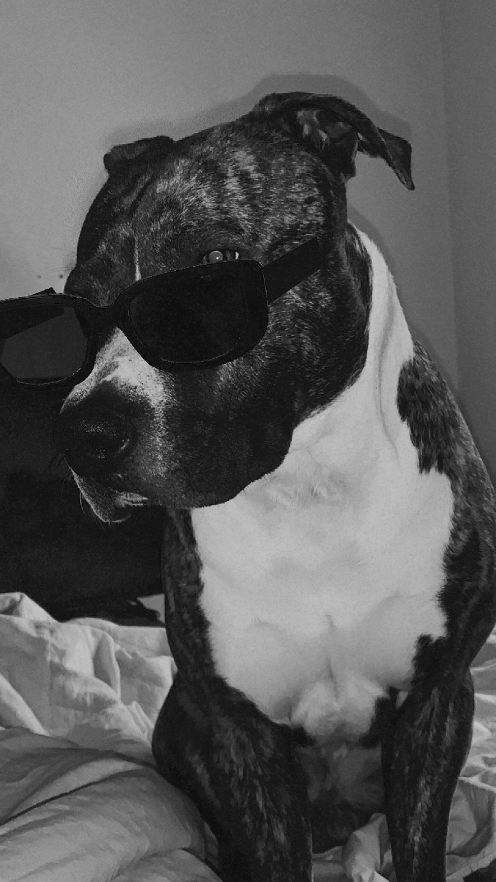 Tyson a rejoint le concours — aidez-le/la à gagner de superbes lots ! black_and_white, canidae, carnivore, dog, dog_breed, ear, fawn, head, jaw, mammal, monochrome, monochrome_photography, neck, snout, sporting_group, style, terrestrial_animal, vertebrate, whiskers, working_animal