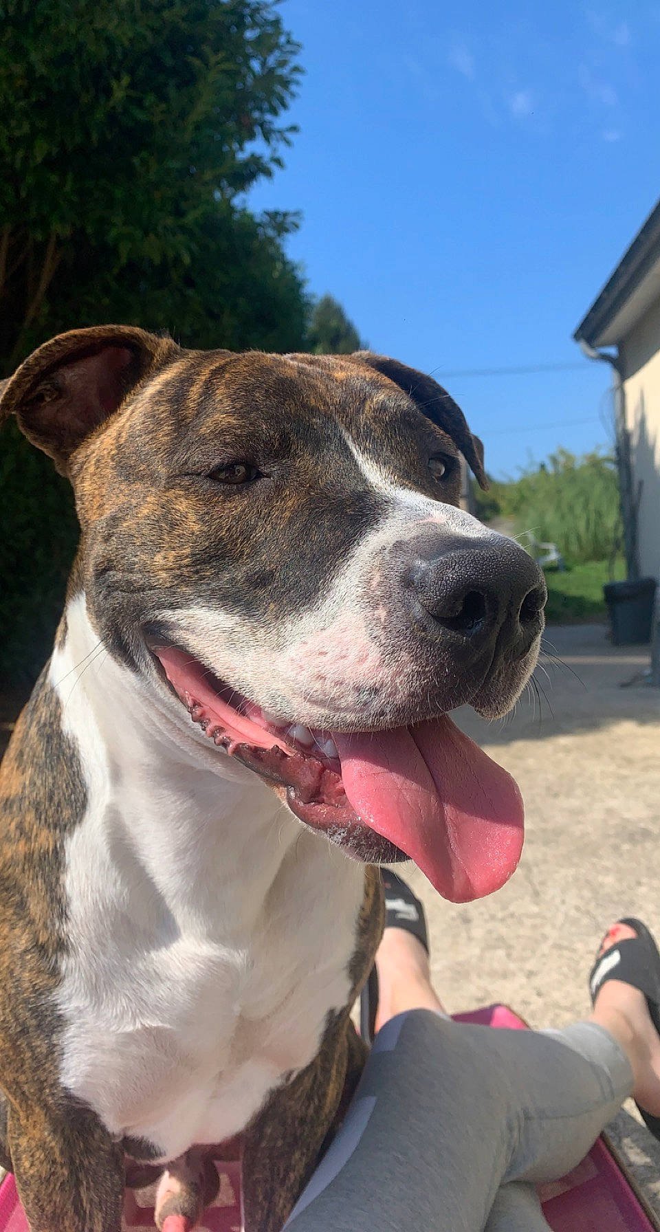 Tyson participe au concours pour gagner de l'argent avec cette photo : canidae, carnivore, collar, companion_dog, dog, dog_breed, dog_collar, dog_supply, non_sporting_group, pet_supply, plant, sky, tree, whiskers, window, working_animal, working_dog