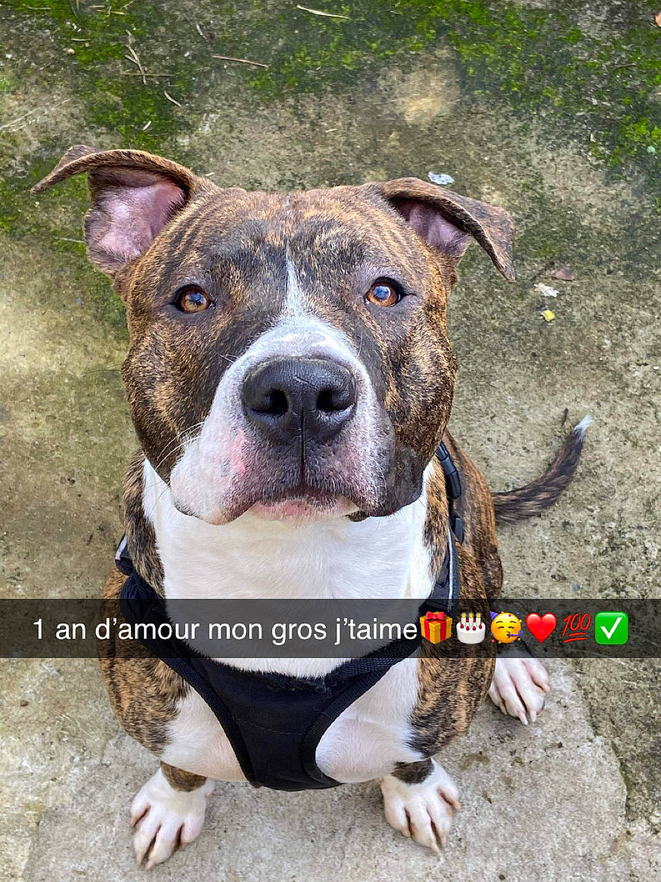 Tyson a rejoint le concours — aidez-le/la à gagner de superbes lots ! canidae, carnivore, collar, companion_dog, dog, dog_breed, dog_collar, fawn, grass, non_sporting_group, pet_supply, snout, sporting_group, terrestrial_animal, whiskers, working_animal, working_dog