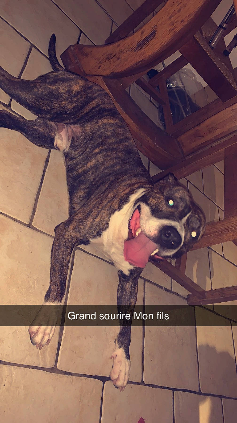 Tyson a rejoint le concours — aidez-le/la à gagner de superbes lots ! canidae, carnivore, collar, companion_dog, dog, dog_breed, dog_collar, dog_supply, eyewear, fawn, fictional_character, fur, leash, metal, snout, sporting_group, tail, whiskers, wood, working_animal