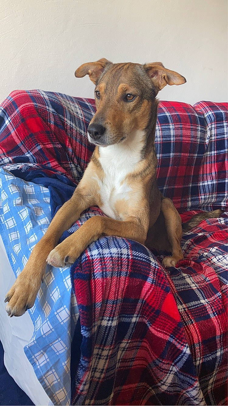 Aiko participe au concours pour gagner de l'argent avec cette photo : animal, bed, bedroom, blanket, canine, couch, cushion, dog, furniture, homedecor, hound, indoors, linen, person, pet, puppy, quilt, room, sleeping, tartan