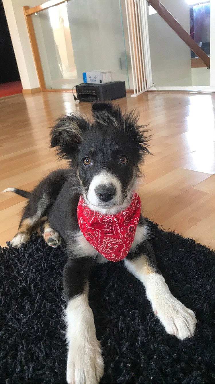 Nala participe au concours pour gagner de l'argent avec cette photo : australian_collie, border_collie, canidae, carnivore, companion_dog, dog, dog_breed, herding_dog, mammal, puppy, rare_breed_dog, snout, sporting_group, stabyhoun, vertebrate