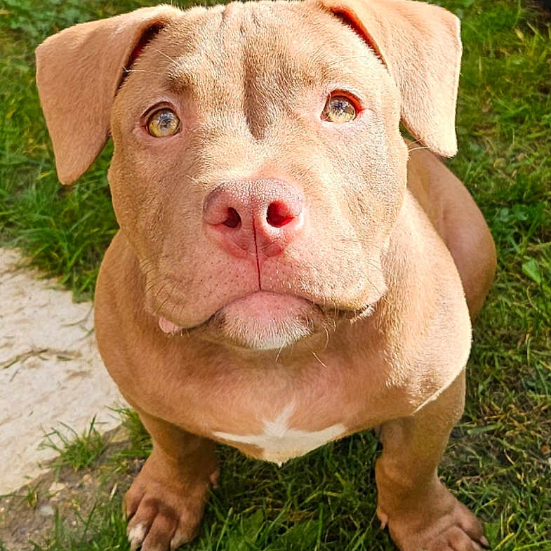 Vito participe au concours pour gagner de l'argent avec cette photo : animal, boxer, bulldog, canine, dog, face, grass, head, lawn, leaf, outdoors, person, pet, photography, pitbull, plant, portrait, puppy, snout, soil