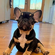 Bullet is registered to the contest to win money with this photo: animal, companion, cute, dog, domestic, door, ears, floor, french_bulldog, front_view, house, indoor, looking_up, mammal, natural_light, pet, puppy, sitting, wooden_floor, young