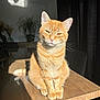 Shanks a rejoint le concours — aidez-le/la à gagner de superbes lots ! abyssinian, animal, cat, computer, desk, diningtable, electronics, furniture, hardwood, kitten, laptop, manx, pc, pet, plant, plywood, shelf, table, tabletop, wood