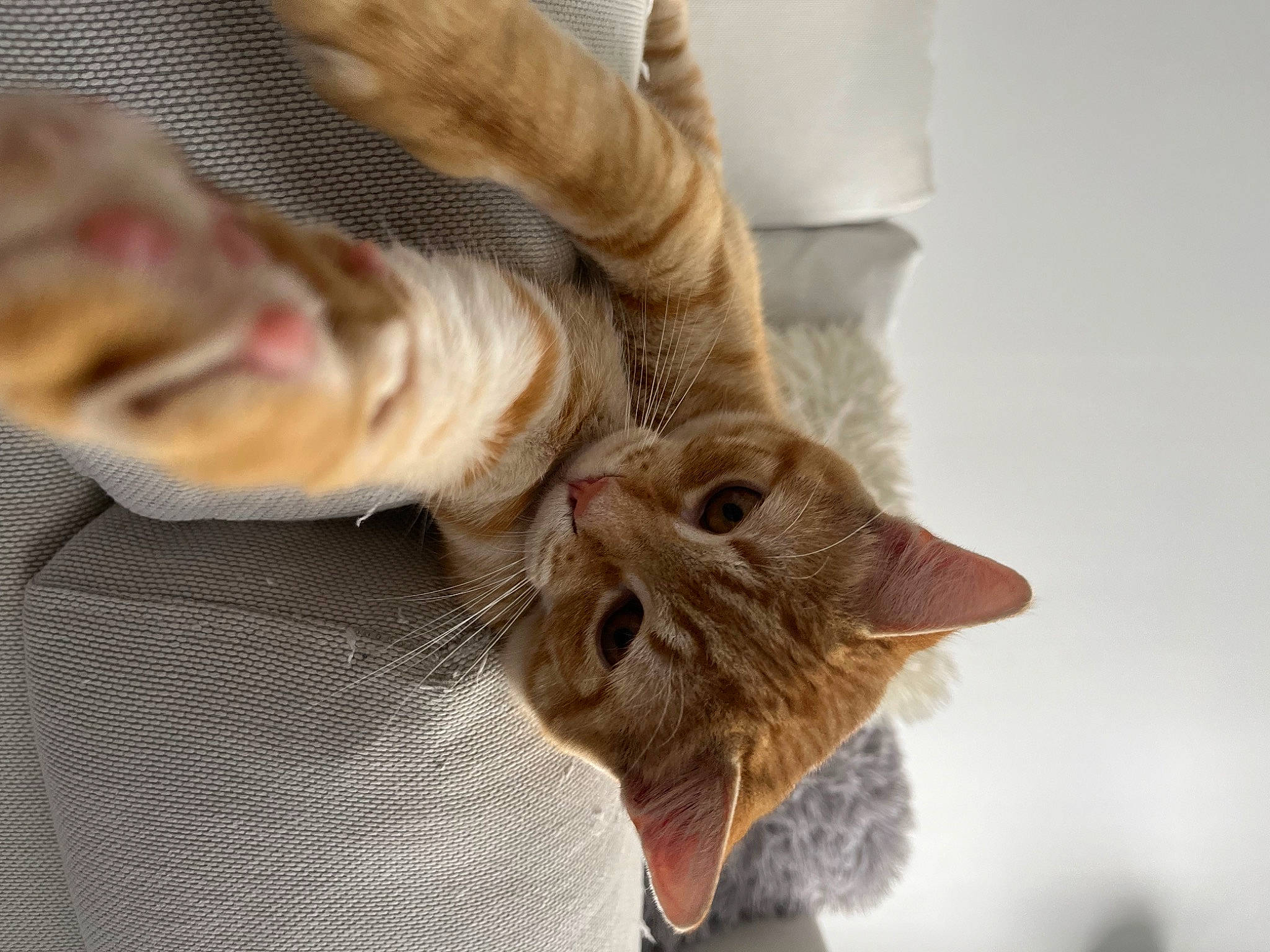 Shanks participe au concours pour gagner de l'argent avec cette photo : carnivore, cat, claw, comfort, domestic_short_haired_cat, ear, fawn, felidae, fur, gesture, paw, plant, small_to_medium_sized_cats, snout, tail, tree, whiskers, wood