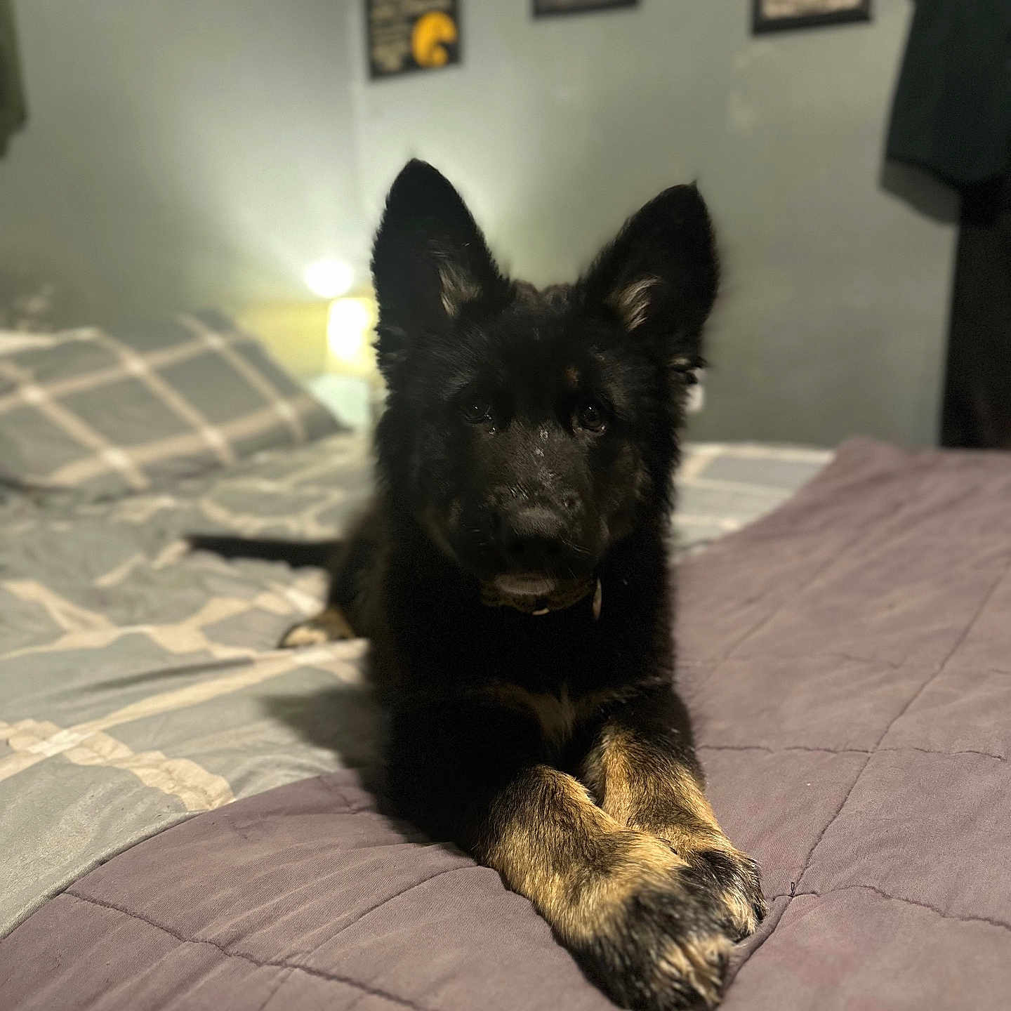 Tatum joined the competition — help win amazing prizes! adult, animal, bed, bedroom, canine, couch, cushion, dog, furniture, germanshepherd, homedecor, indoors, interiordesign, male, man, person, pet, puppy, quilt, room