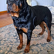 Bailey joined the competition — help win amazing prizes! animal, black_and_tan, bone_toy, canine, carpet, chair, dog, domestic, doorway, floor, furniture, home, household, indoor, living_room, pet, rottweiler, rug, slippers, standing