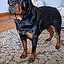 animal, black_and_tan, bone_toy, canine, carpet, chair, dog, domestic, doorway, floor, furniture, home, household, indoor, living_room, pet, rottweiler, rug, slippers, standing