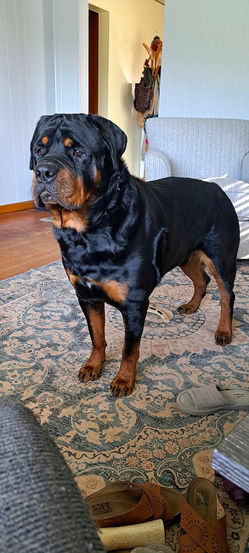 Bailey