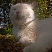 Katon a rejoint le concours — aidez-le/la à gagner de superbes lots ! white_cat, cat, pet, outdoor, grass, sunlight, whiskers, paw, close_up, portrait, relaxed, sleepy, fur, ground, tree, foliage, nature, daylight, low_angle, serene