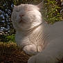 white_cat, cat, pet, outdoor, grass, sunlight, whiskers, paw, close_up, portrait, relaxed, sleepy, fur, ground, tree, foliage, nature, daylight, low_angle, serene