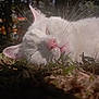 Katon participe au concours pour gagner de l'argent avec cette photo : cat, white_cat, sleeping_cat, whiskers, pink_nose, close_up, outdoor, nature, sunlight, nap, fur, peaceful, portrait, shallow_depth_of_field, grass, ground_level, ears, eyes_closed, cozy, soft_texture