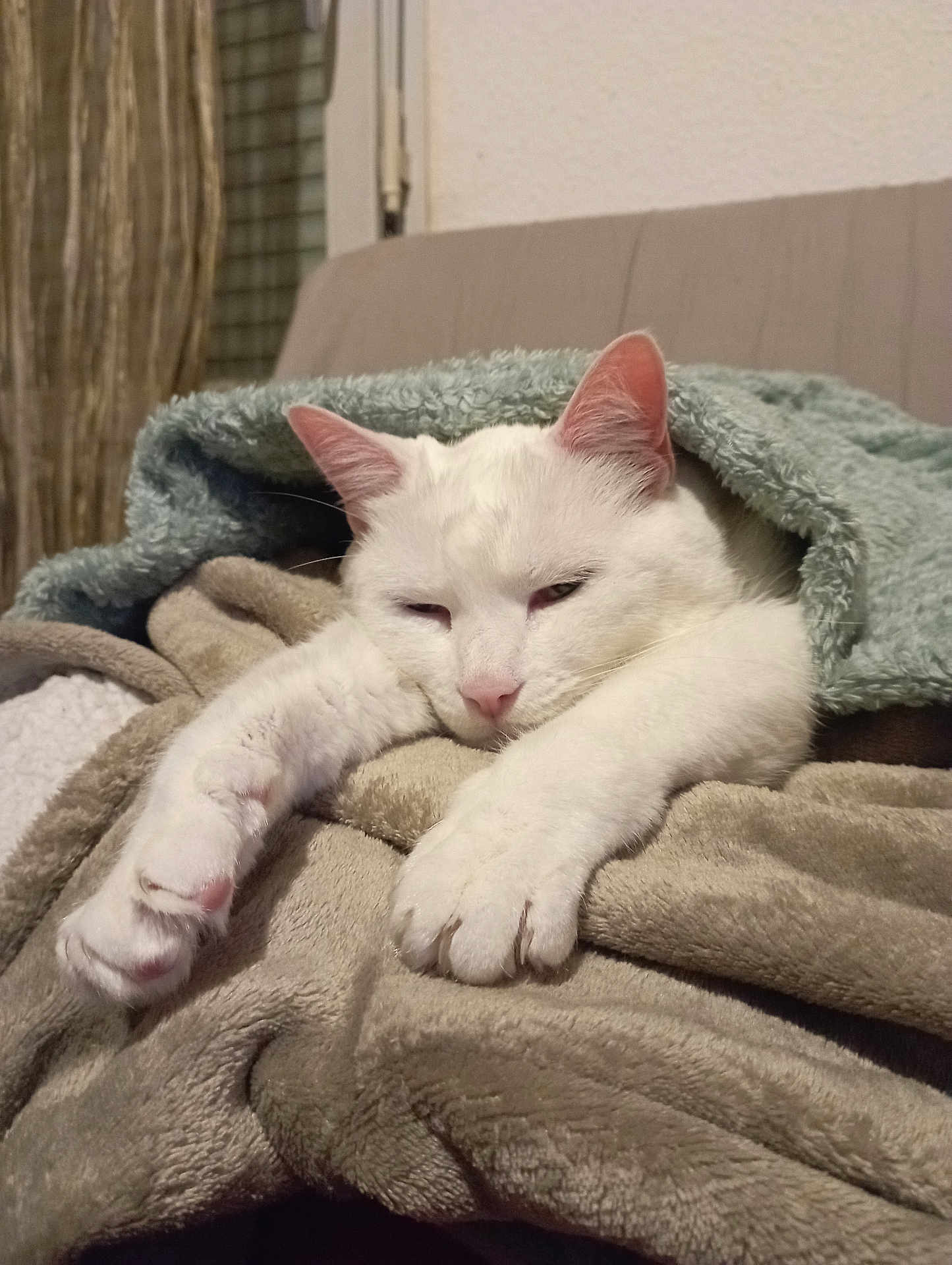 Katon a rejoint le concours — aidez-le/la à gagner de superbes lots ! cat, white_cat, pet, blanket, cozy, sleepy, paws, indoor, couch, fur, whiskers, ears, pink_nose, closeup, portrait, soft_texture, home, resting, domestic_animal, relaxed