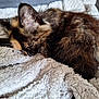 cat, kitten, tortoiseshell, sleeping, fur, blanket, bedding, cozy, nap, pet, whiskers, ear, closeup, indoor, curled_up, soft_texture, resting, domestic_animal, portrait, relaxation