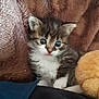 animal, baby_animal, blanket, cat, closeup, cozy, curious, cute, domestic_animal, feline, fur, indoor, kitten, looking, pet, plush, small, soft, whiskers, young