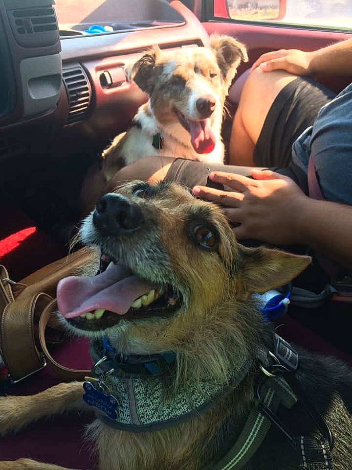 Herbie is registered to the contest to win money with this photo: canidae, carnivore, companion_dog, dog, dog_breed, fun, smile, snout, sporting_group, tooth