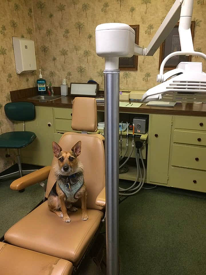 Herbie is registered to the contest to win money with this photo: canidae, carnivore, cat, clinic, companion_dog, hospital, medical_equipment, room