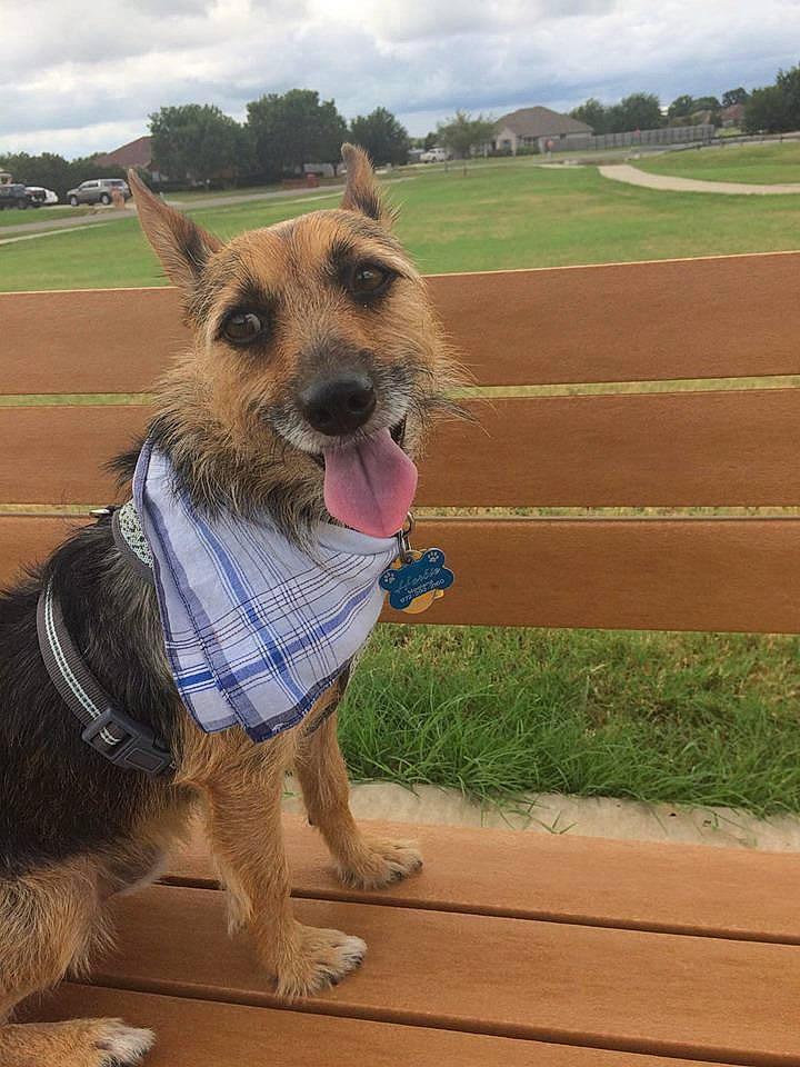 Herbie is registered to the contest to win money with this photo: canidae, carnivore, dog, dog_breed, dog_clothes, dog_walking, fawn, leash, mammal, snout, vertebrate, working_dog