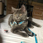Maano joined the competition — help win amazing prizes! cat, kitten, gray_cat, pet, animal, feline, harness, leash, bed, indoor, fur, whiskers, ears, curious, resting, domestic, cute, young_cat, orange_eyes, furniture