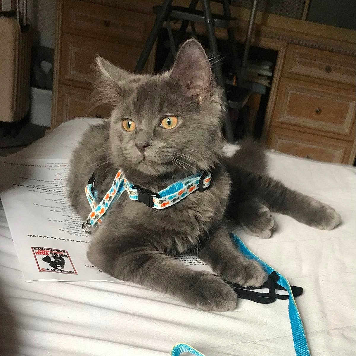 Maano joined the competition — help win amazing prizes! animal, bed, cat, curious, cute, domestic, ears, feline, fur, furniture, gray_cat, harness, indoor, kitten, leash, orange_eyes, pet, resting, whiskers, young_cat