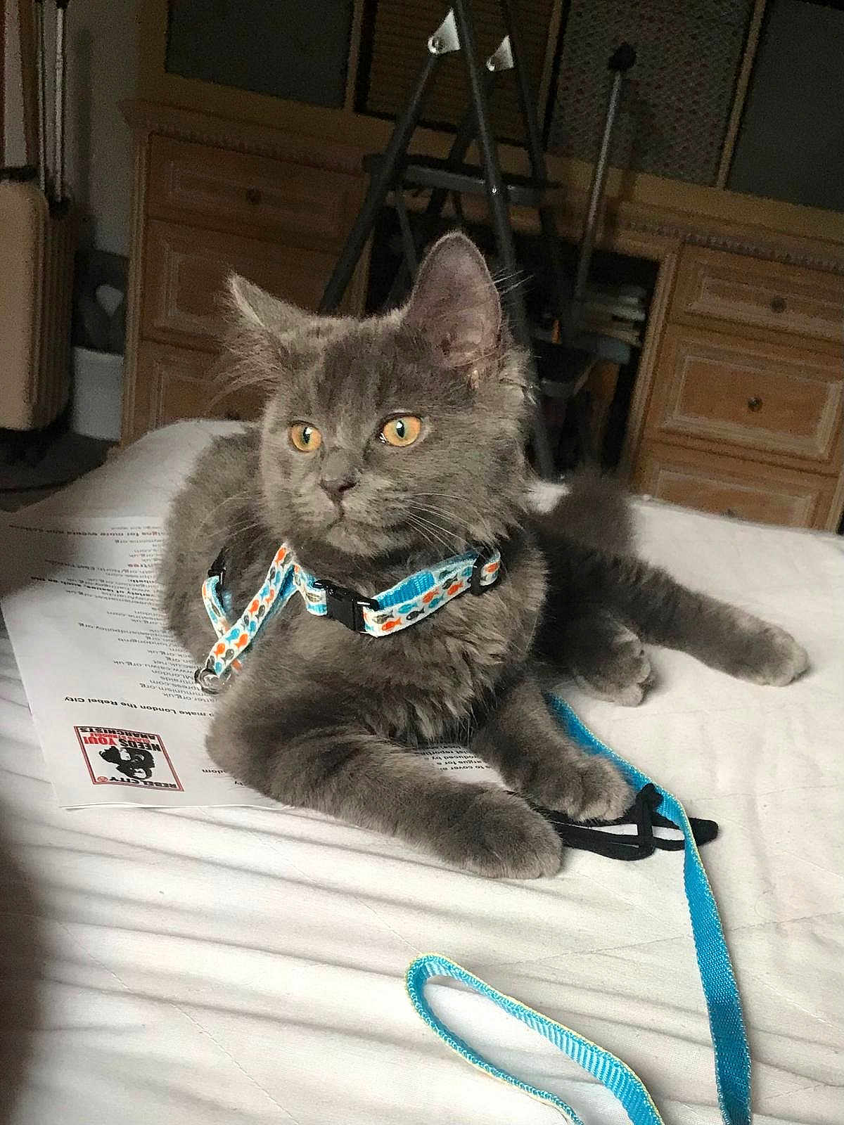 Maano joined the competition — help win amazing prizes! cat, kitten, gray_cat, pet, animal, feline, harness, leash, bed, indoor, fur, whiskers, ears, curious, resting, domestic, cute, young_cat, orange_eyes, furniture
