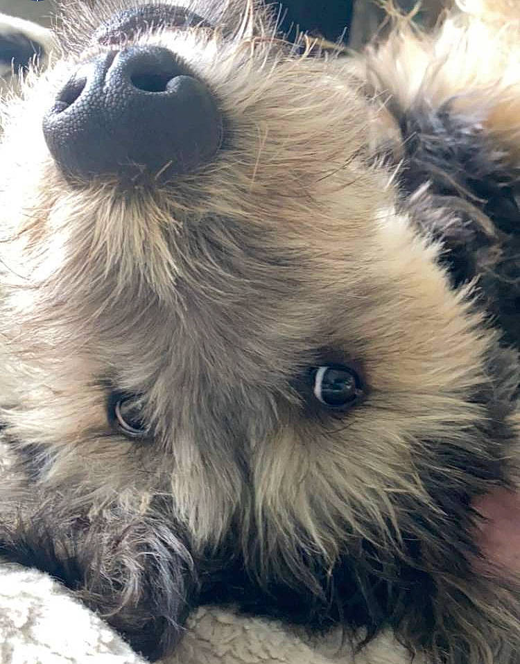 Ruby is registered to the contest to win money with this photo: canidae, carnivore, close_up, companion_dog, dog, dog_breed, eye, felidae, fur, paw, small_terrier, snout, sporting_group, terrestrial_animal, terrier, toy_dog, whiskers, wildlife, winter, working_animal