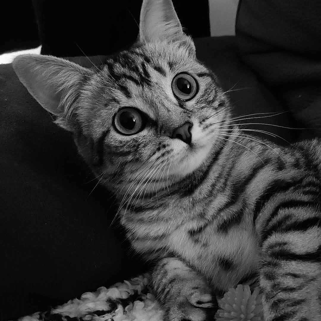 Yumi a rejoint le concours — aidez-le/la à gagner de superbes lots ! abyssinian, animal, architecture, building, cat, chair, couch, cushion, egyptiancat, face, furniture, head, homedecor, kitten, manx, person, pet, photography, portrait, tiger