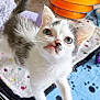 kitten, cat, close_up, pet, animal, whiskers, fur, curious, indoor, blanket, colorful, playful, toy, young, cute, small, face, ears, eyes, paw