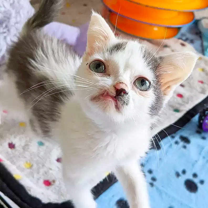 Tylenol is registered to the contest to win money with this photo: kitten, cat, close_up, pet, animal, whiskers, fur, curious, indoor, blanket, colorful, playful, toy, young, cute, small, face, ears, eyes, paw