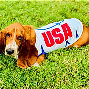 Diesel Webster joined the competition — help win amazing prizes! dog, basset_hound, grass, outdoor, pet, animal, white_shirt, usa, red_letters, lying_down, ears, brown_fur, cute, looking_up, canine, summer, nature, portrait, friendly, alert