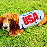 dog, basset_hound, grass, outdoor, pet, animal, white_shirt, usa, red_letters, lying_down, ears, brown_fur, cute, looking_up, canine, summer, nature, portrait, friendly, alert