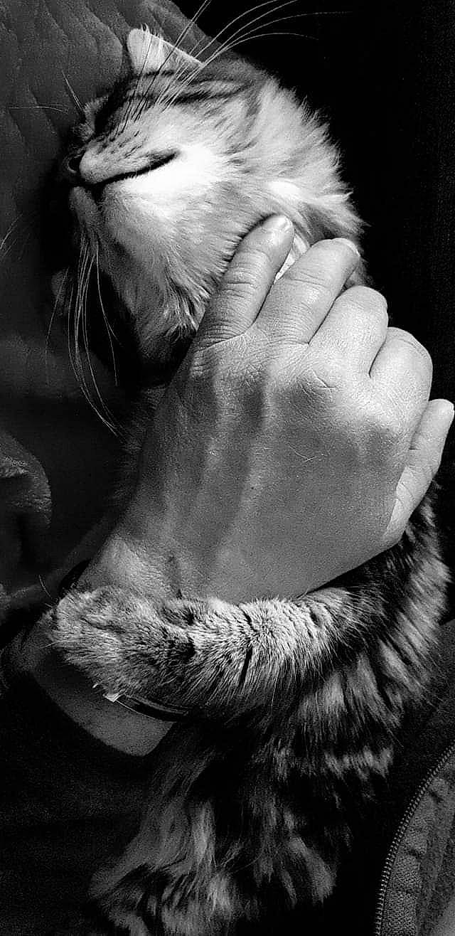 Oups a rejoint le concours — aidez-le/la à gagner de superbes lots ! barefoot, beard, black, black_and_white, close_up, finger, foot, gesture, hand, human_body, human_leg, mammal, monochrome, monochrome_photography, nail, snout, style, whiskers, white, wrinkle