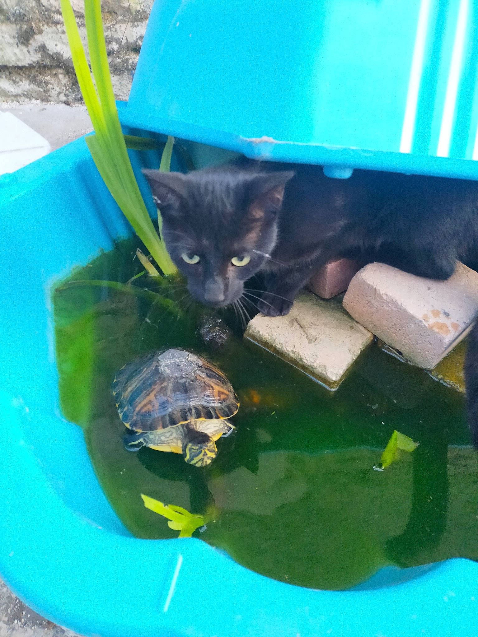 Pops participe au concours pour gagner de l'argent avec cette photo : cat, common_snapping_turtle, felidae, pond_turtle, red_eared_slider, reptile, tortoise, trachemys, turtle