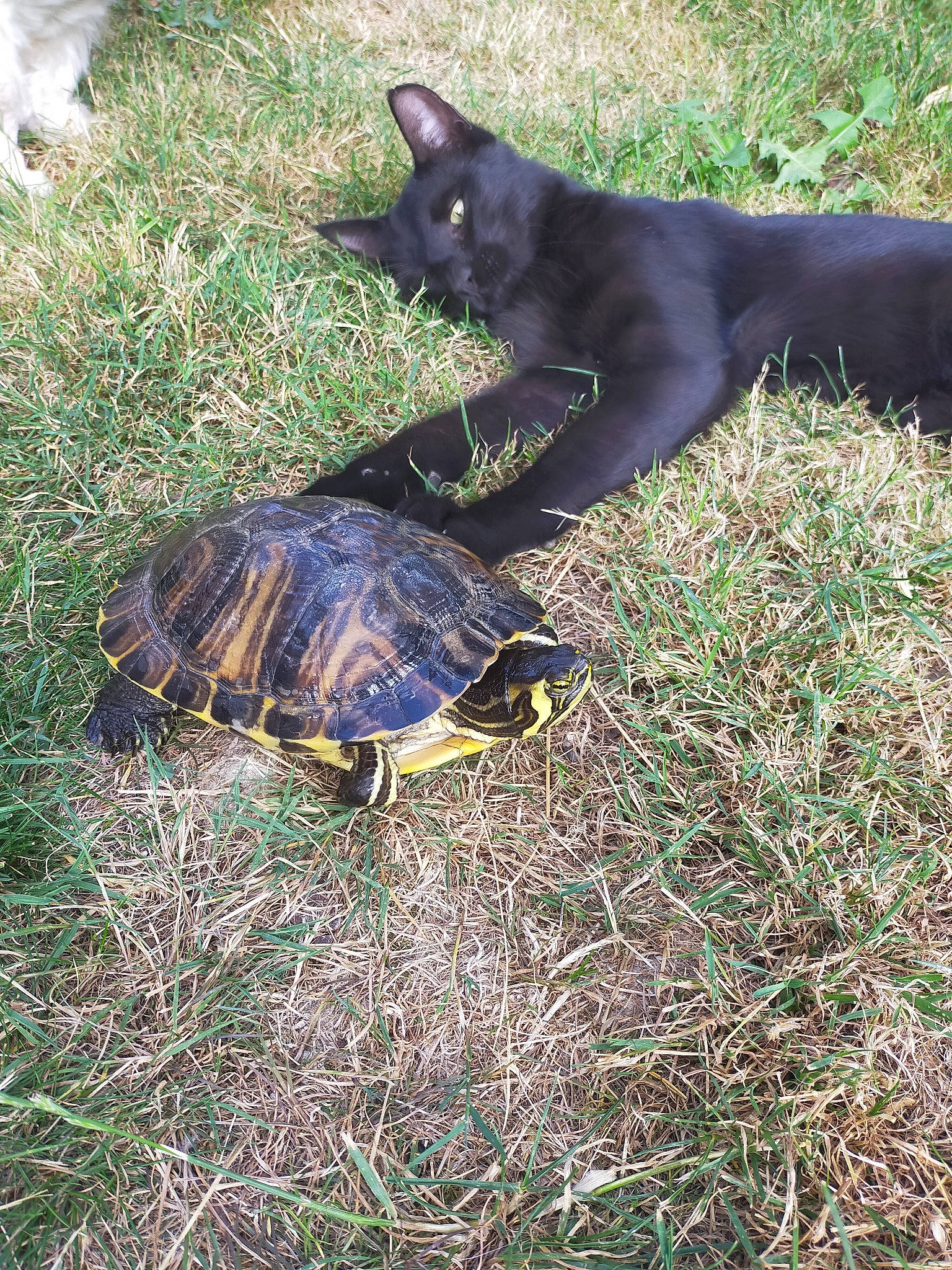 Pops a rejoint le concours — aidez-le/la à gagner de superbes lots ! canidae, common_snapping_turtle, grass, plant, pond_turtle, reptile, tail, tortoise, turtle, wildlife