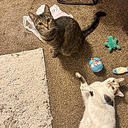 Rosie And Raven is registered to the contest to win money with this photo: cat, tabby_cat, calico_cat, carpet, toy, plastic_bag, floor, indoor, pet, animal, curious, looking_up, playful, resting, feline, domestic_cat, home, cozy, cute, relaxed