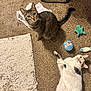 cat, tabby_cat, calico_cat, carpet, toy, plastic_bag, floor, indoor, pet, animal, curious, looking_up, playful, resting, feline, domestic_cat, home, cozy, cute, relaxed
