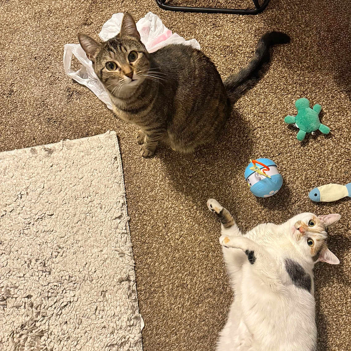 Rosie And Raven is registered to the contest to win money with this photo: animal, calico_cat, carpet, cat, cozy, curious, cute, domestic_cat, feline, floor, home, indoor, looking_up, pet, plastic_bag, playful, relaxed, resting, tabby_cat, toy