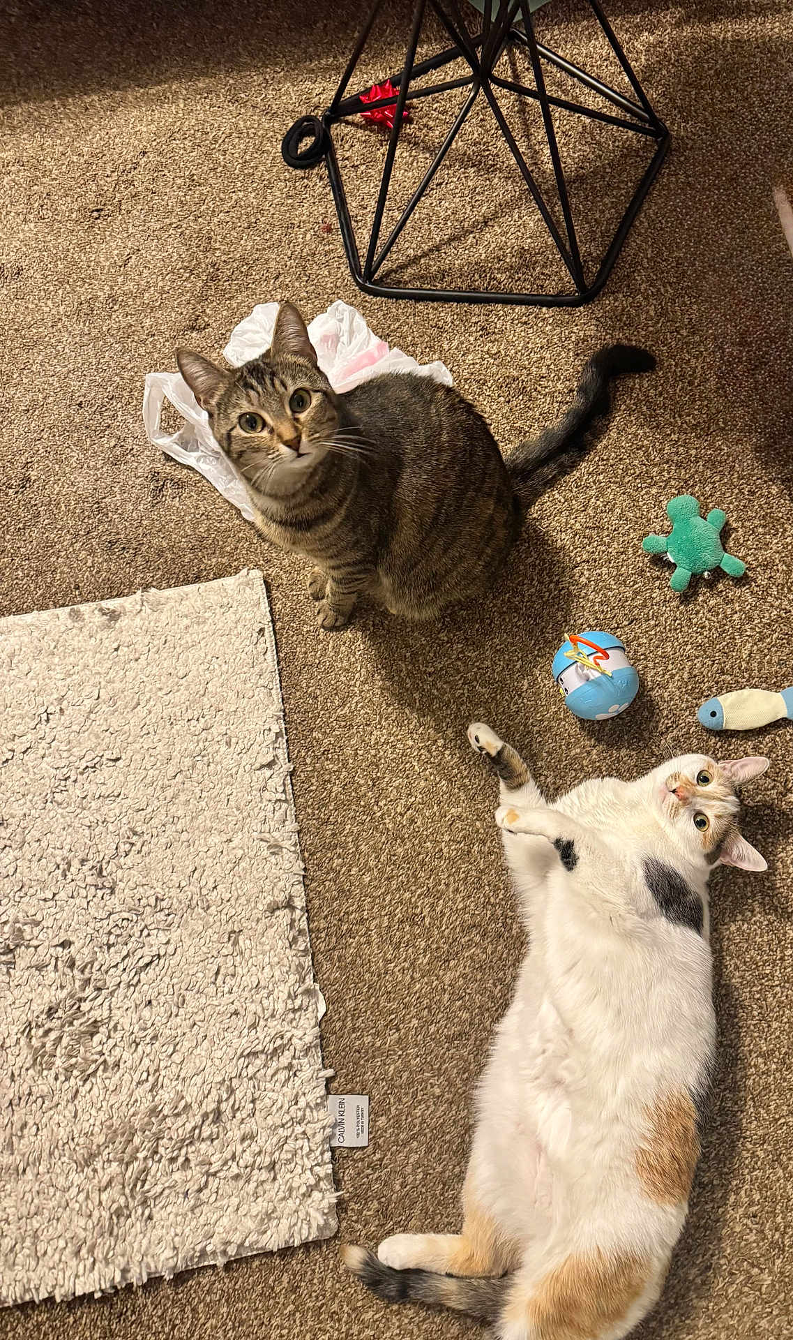 Rosie And Raven is registered to the contest to win money with this photo: cat, tabby_cat, calico_cat, carpet, toy, plastic_bag, floor, indoor, pet, animal, curious, looking_up, playful, resting, feline, domestic_cat, home, cozy, cute, relaxed