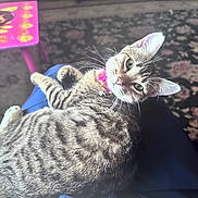 Scarlett is registered to the contest to win money with this photo: cat, tabby, pet, indoor, collar, pink, lap, feline, striped, green_eyes, curious, relaxed, carpet, table, home, animal, fur, whiskers, ears, domestic