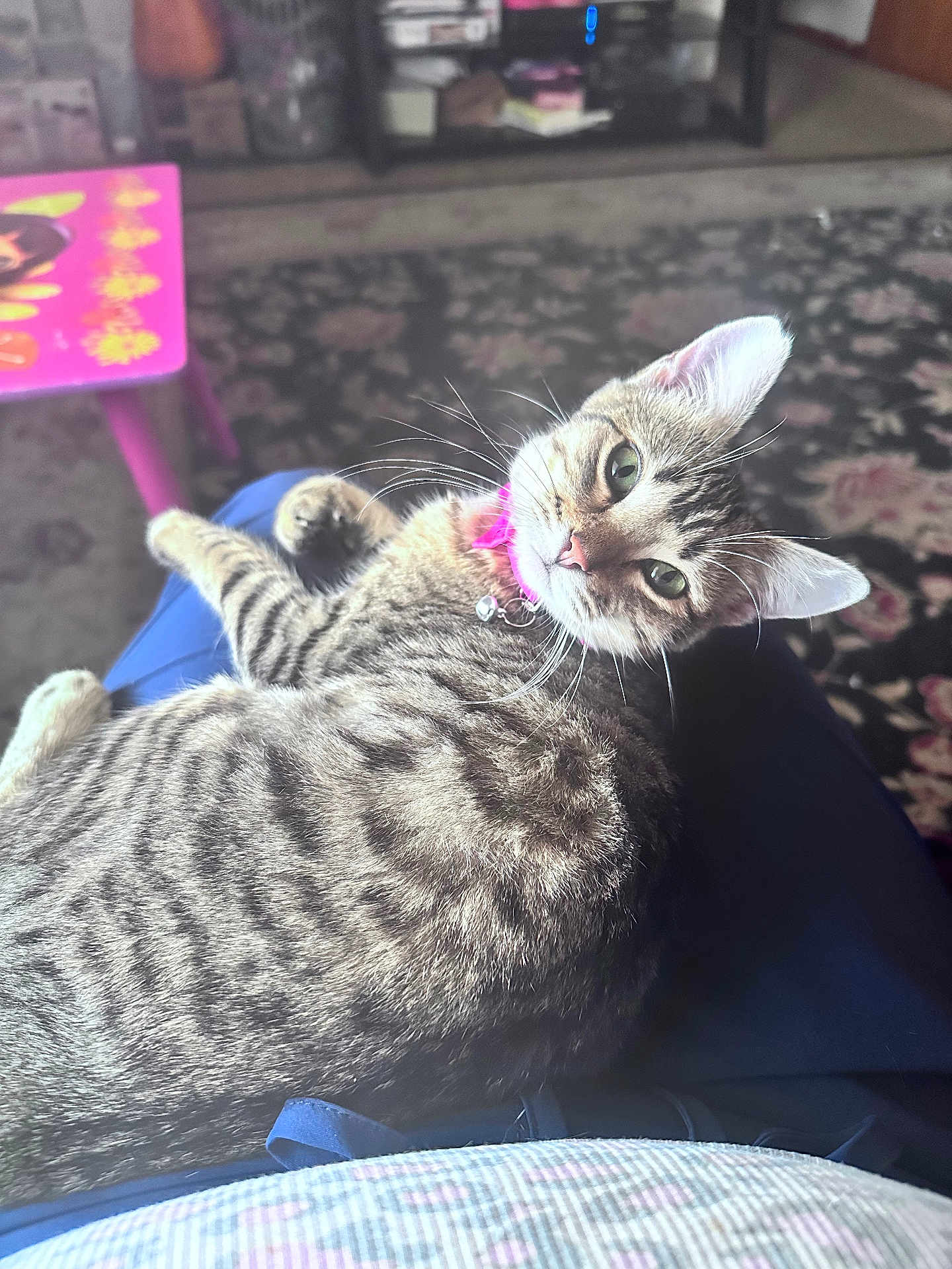 Scarlett is registered to the contest to win money with this photo: cat, tabby, pet, indoor, collar, pink, lap, feline, striped, green_eyes, curious, relaxed, carpet, table, home, animal, fur, whiskers, ears, domestic