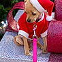 Lilly joined the competition — help win amazing prizes! animal, christmas, costume, cute, decorations, dog, festive, gift_box, greenery, holiday, holiday_season, leash, pet, puppy, red_clothing, santa_hat, shiny, small_dog, sparkly, tree